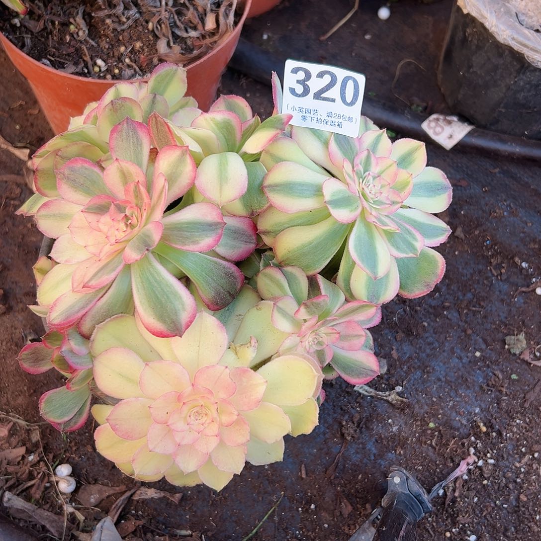 砍头蔷薇320多肉植物多肉植物