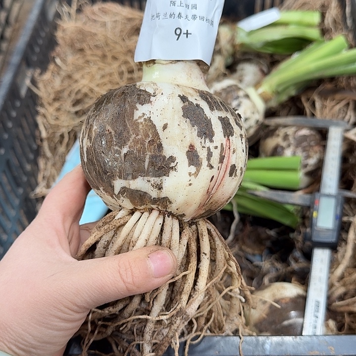 朱顶红糖果仙女9厘米开花球