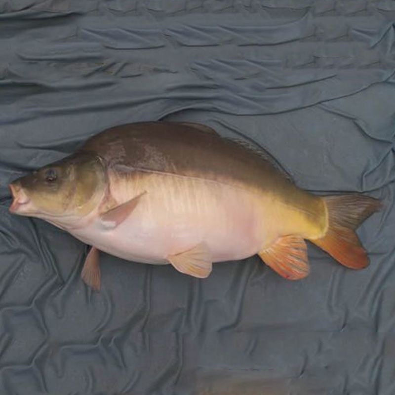 【正品保证】四川裸鲤鱼鲜活水产宠物鱼可食用鱼无甲鲤鱼包邮