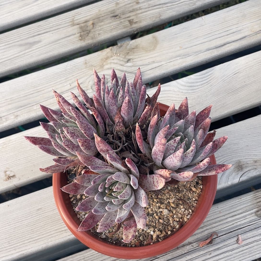 流丹白豪尹静思仙女杯