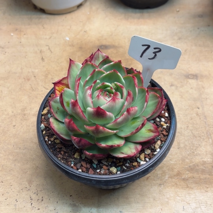 多肉植物，惊鸿仙子73号