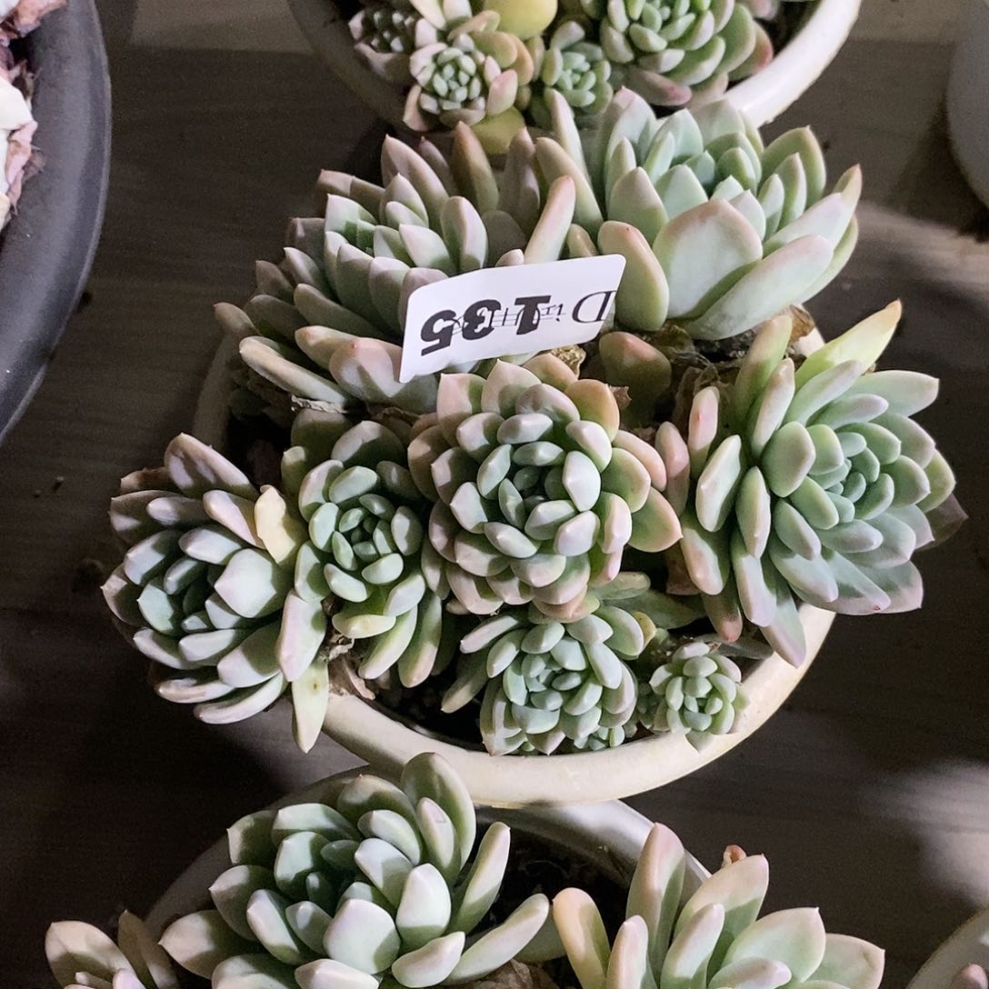 小*哒135阮玲玉多肉植物