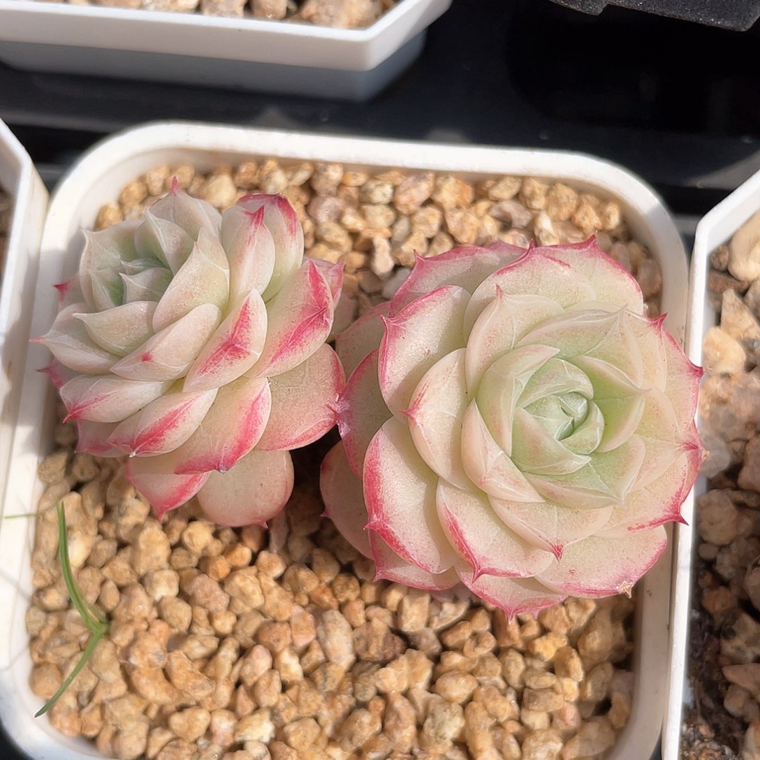 优选28号女王9430