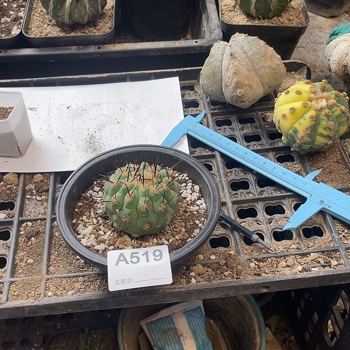 仙人球黑王丸519号