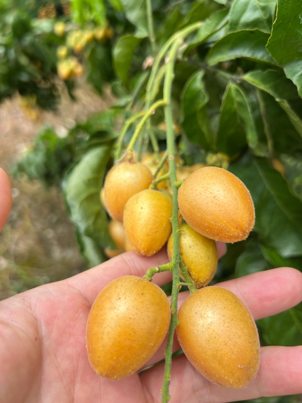 广西鸡心黄皮果当季新鲜现摘酸甜多汁可口水果孕妇