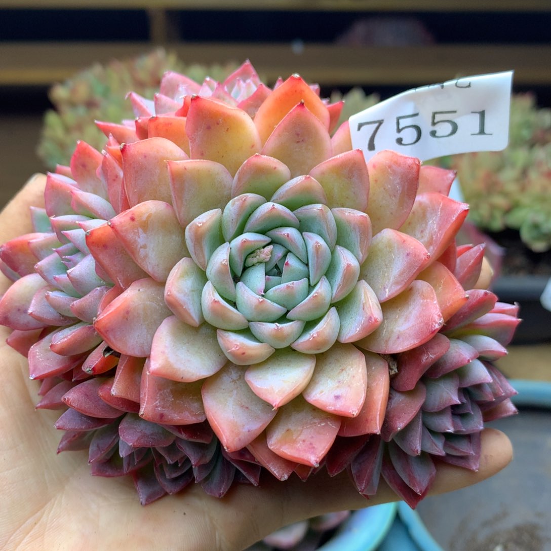 7551杂交多肉老桩