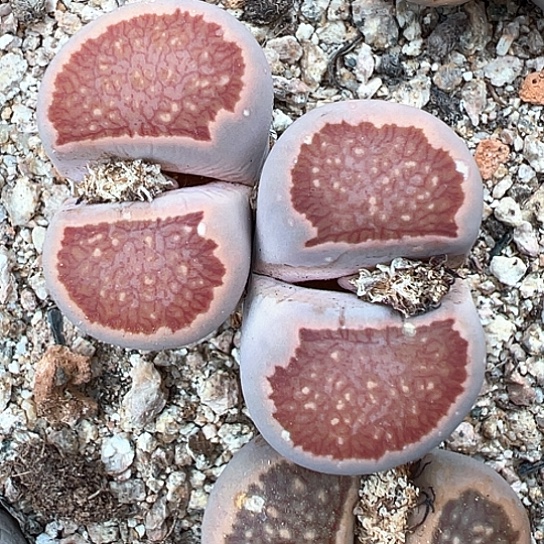 2435.红窗菊老母本，单头3+