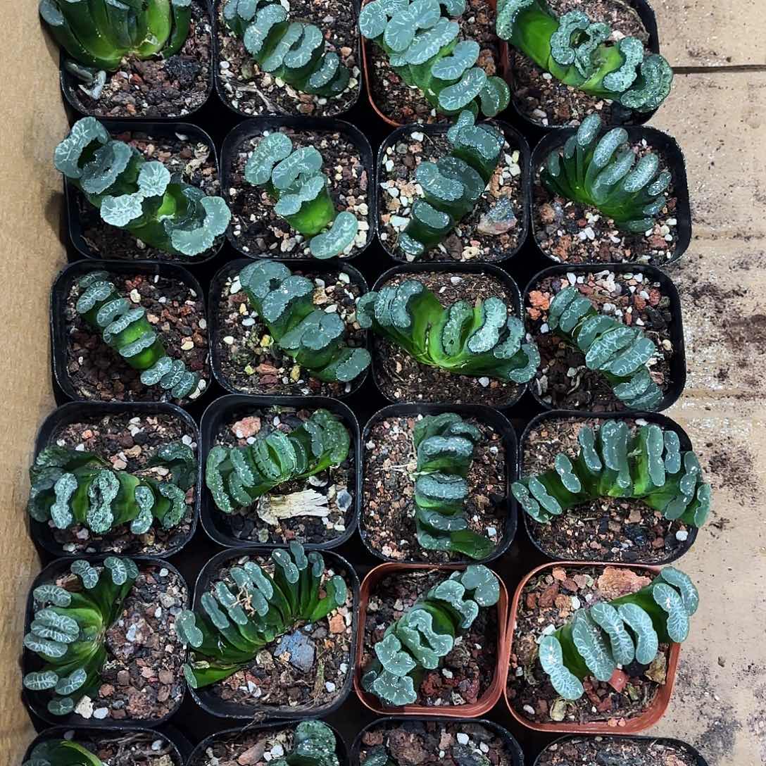 两颗玉扇多肉植物