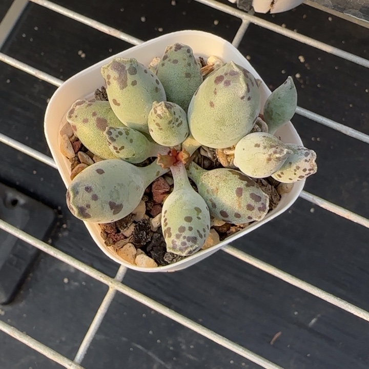 星****白肌海豹水泡多肉植物