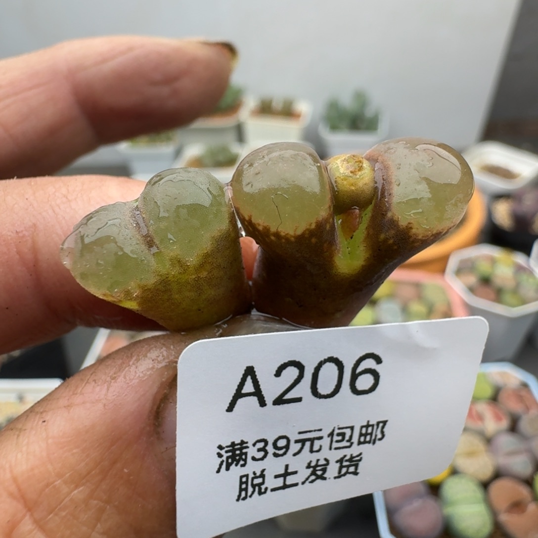 206恍恍惚惚哈哈哈