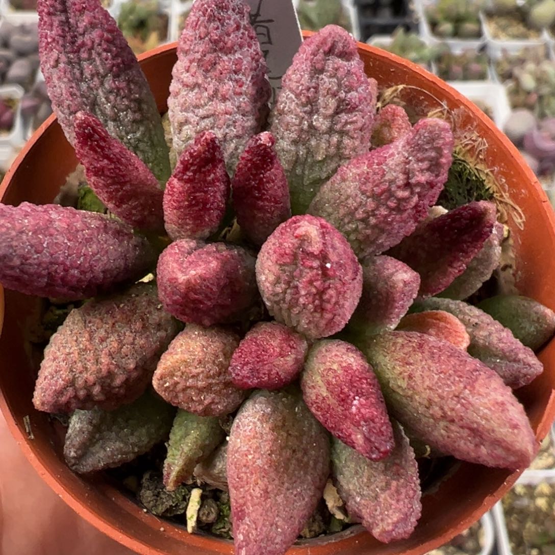 猪尾巴满盆老桩多肉植物