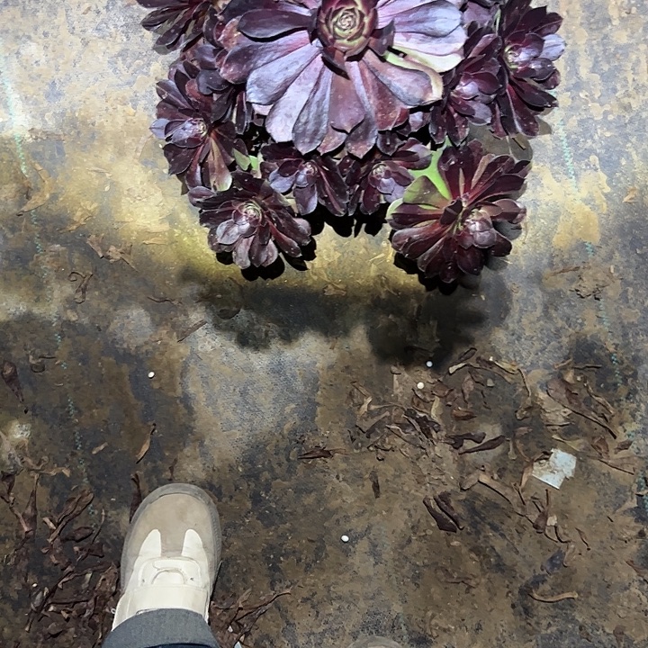 不包侧枝一物一拍30