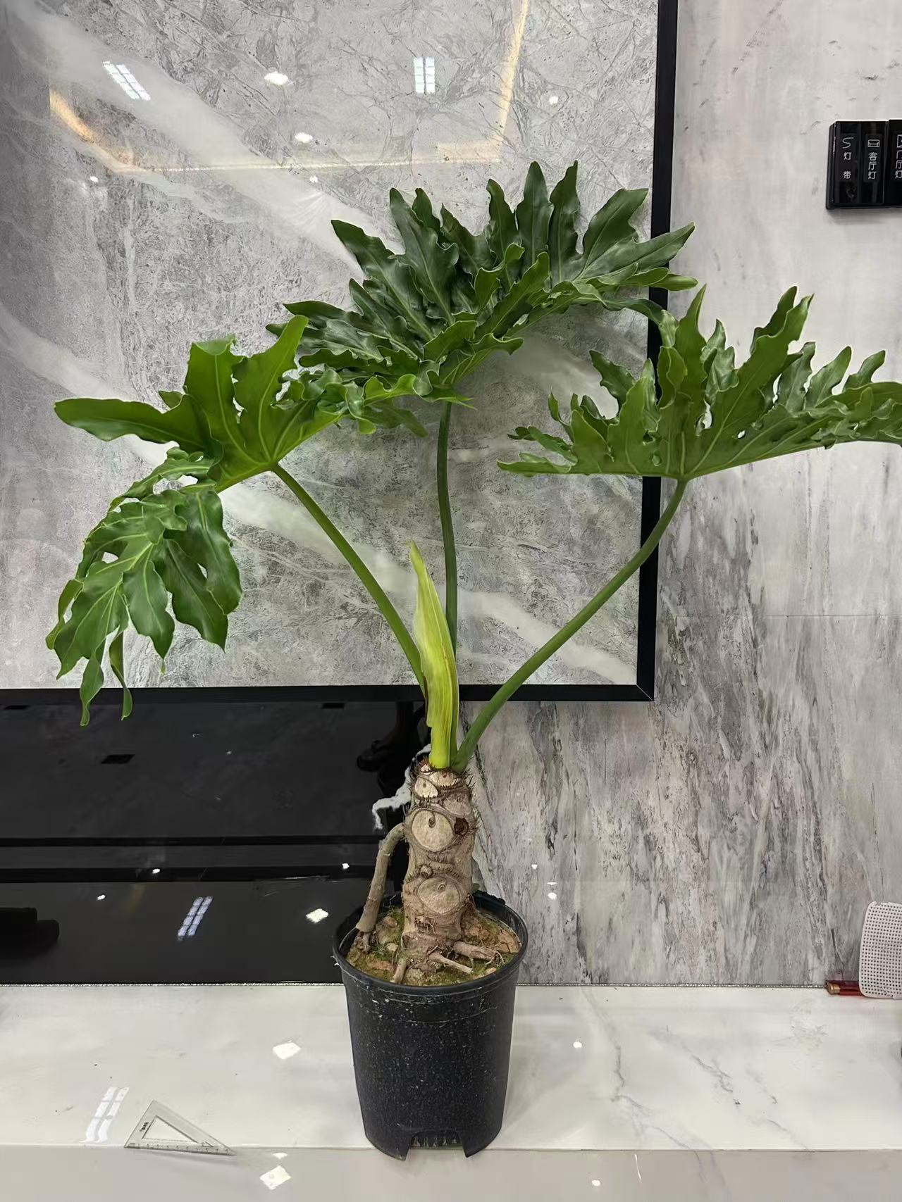 龙鳞春羽老桩水培水培室内大型绿植一物发财树