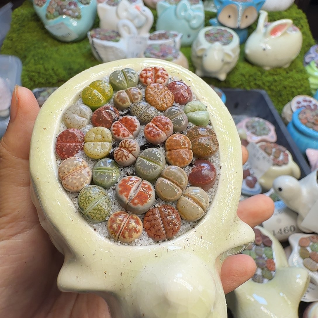 多肉植物福利冲558