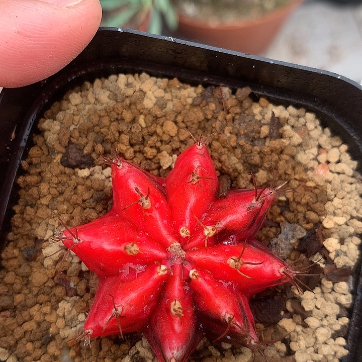 实生牡丹仙人球专拍链接