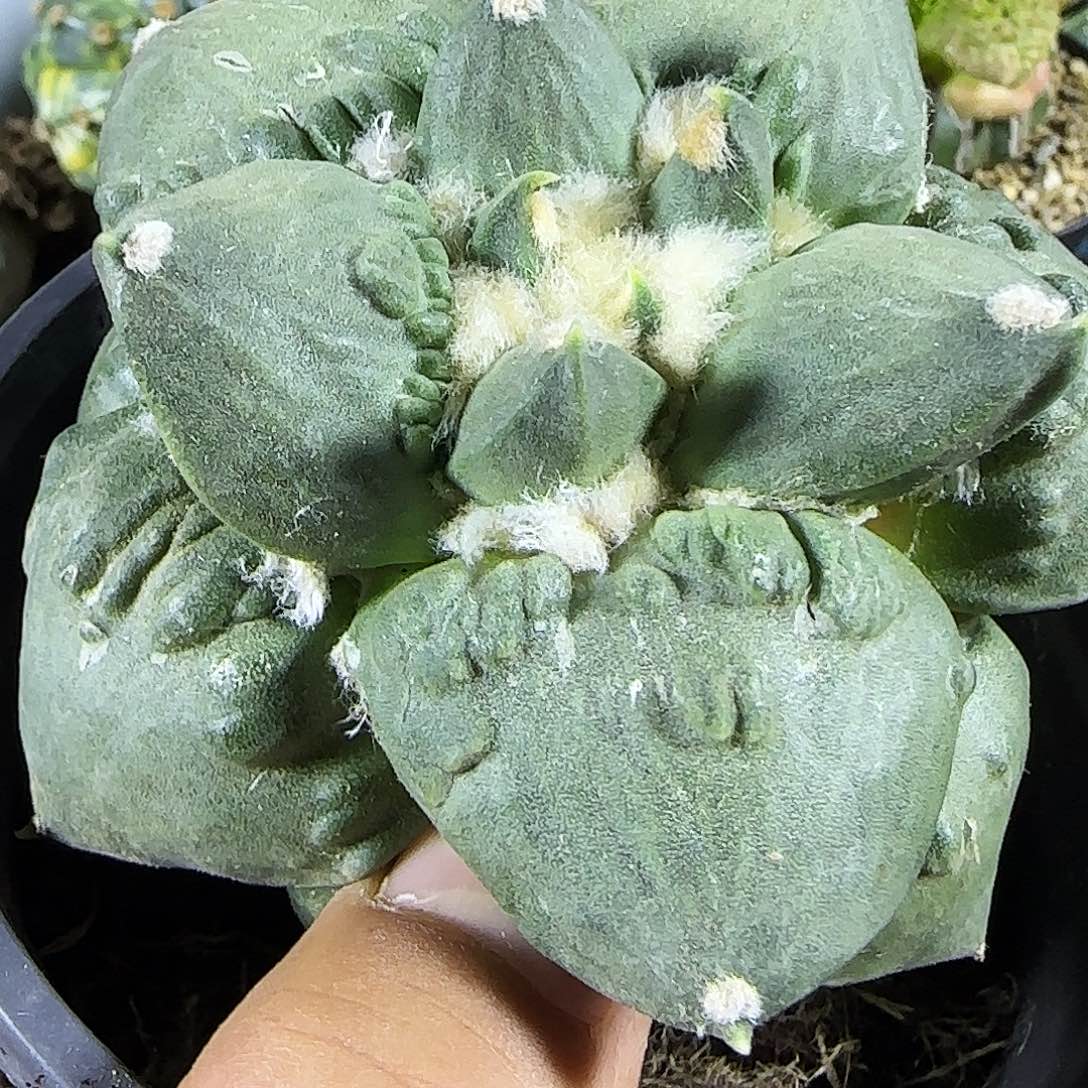 钩尤怒涛014仙人球