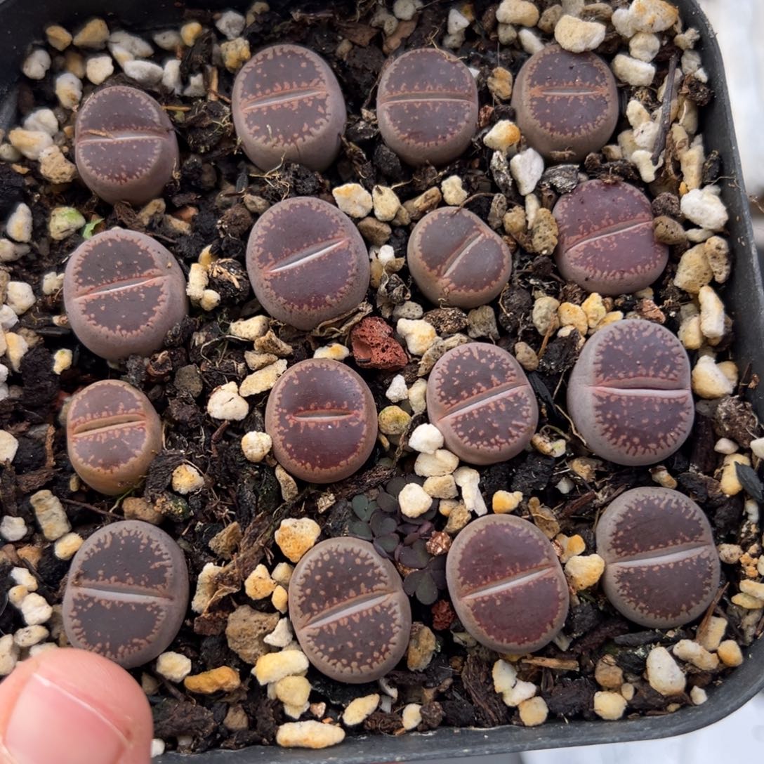 12.24好看的多肉脱土发货751