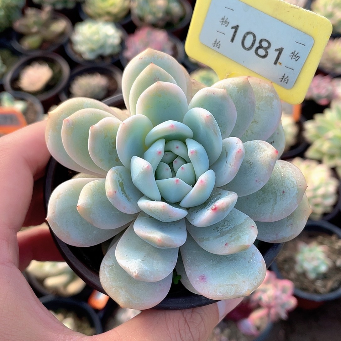 *****1081号多肉植物盆栽