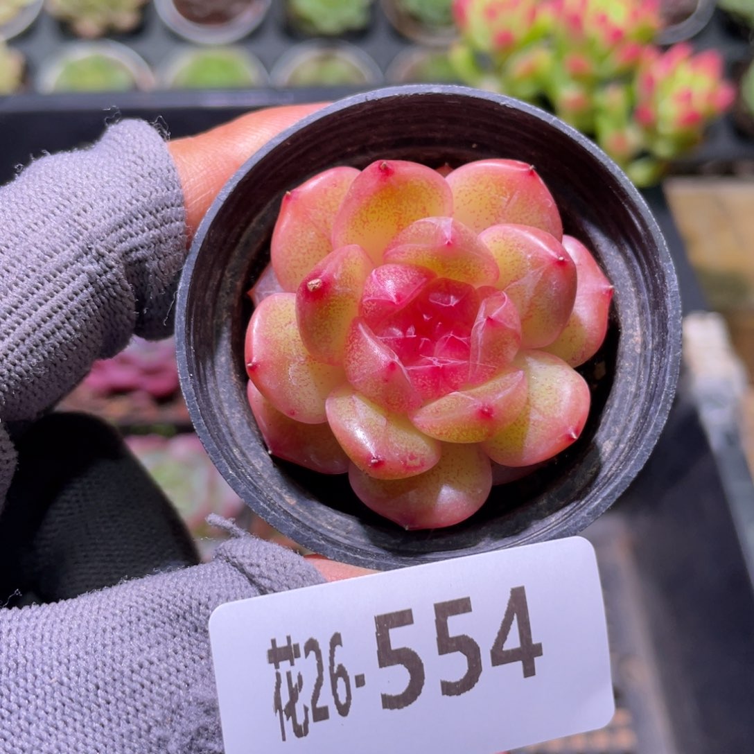 花利美26-554珍妮