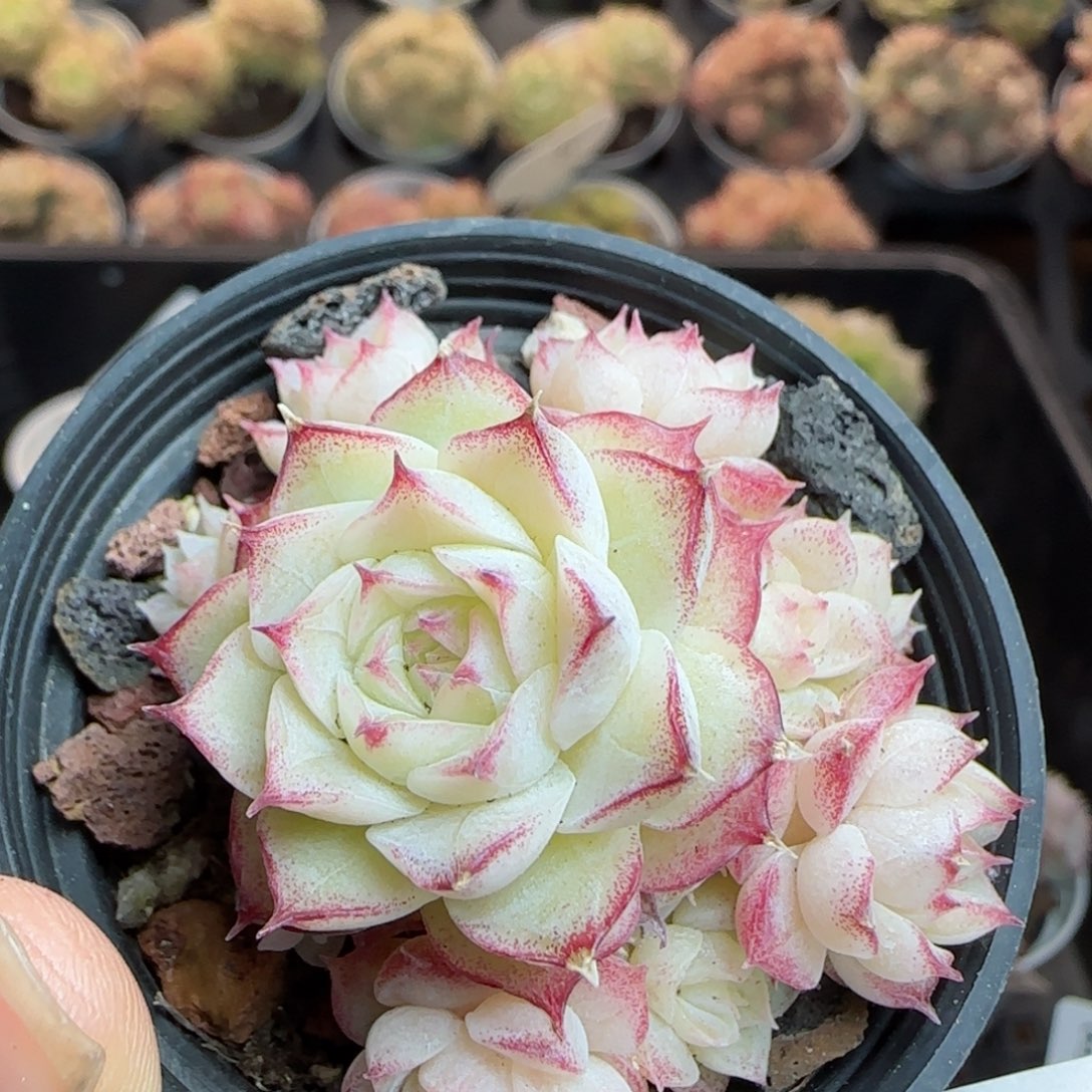花语逸镜0311-348散
