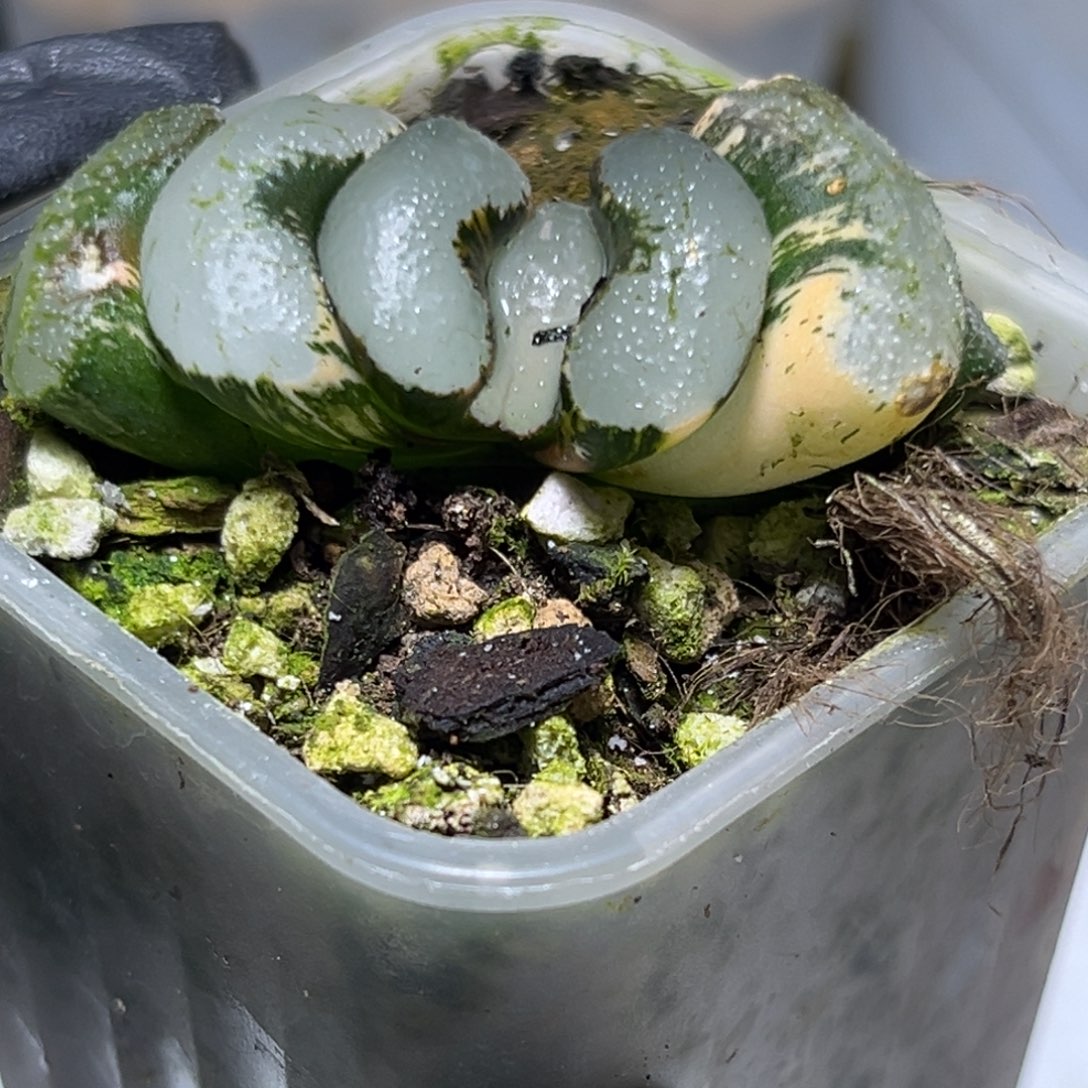 十二卷多肉1456浮藻