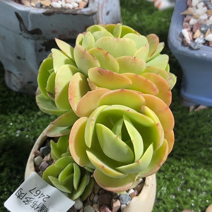 鑫伟多肉碧桃缀化2467