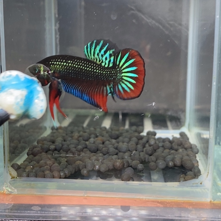 斗鱼泰国斗鱼546号