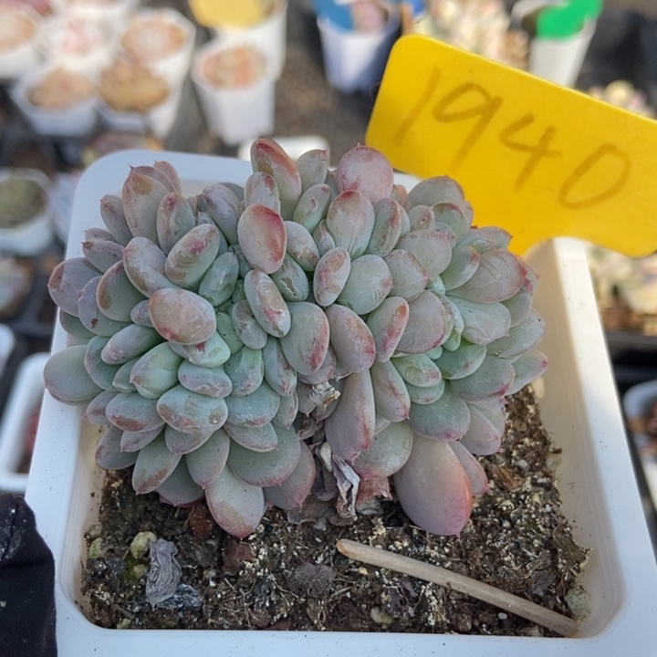 1940粉珍妮缀duopoly is the多肉