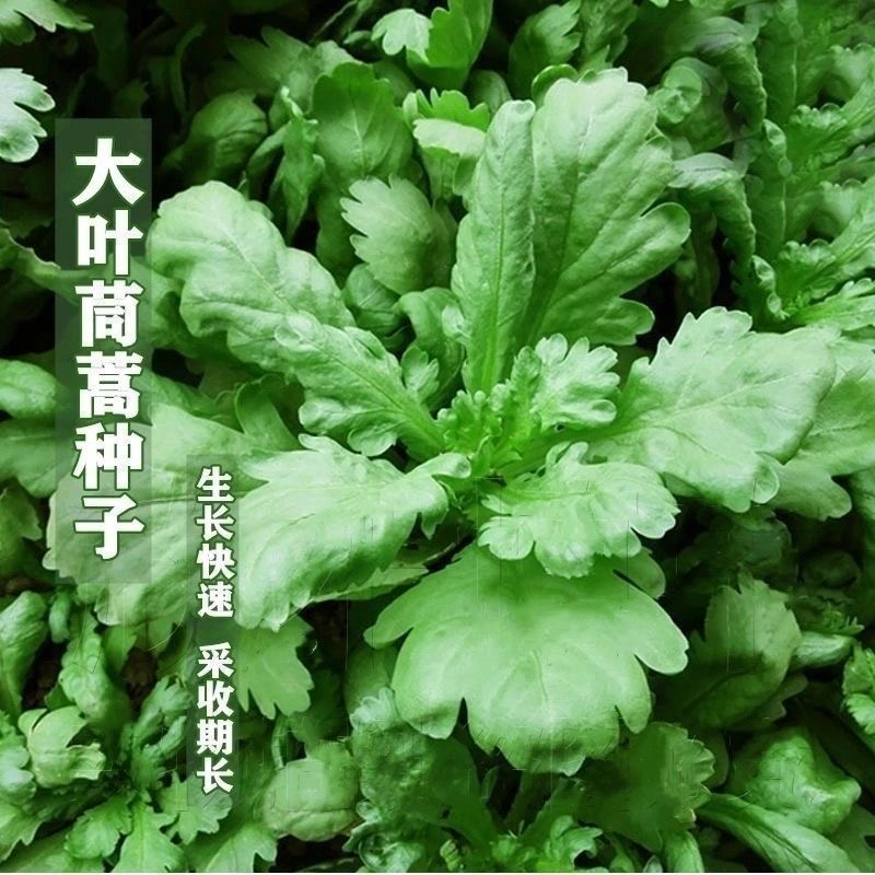 大叶茼蒿种子春秋冬蔬菜种子大全四季易种阳台盆栽大田皇帝菜种子