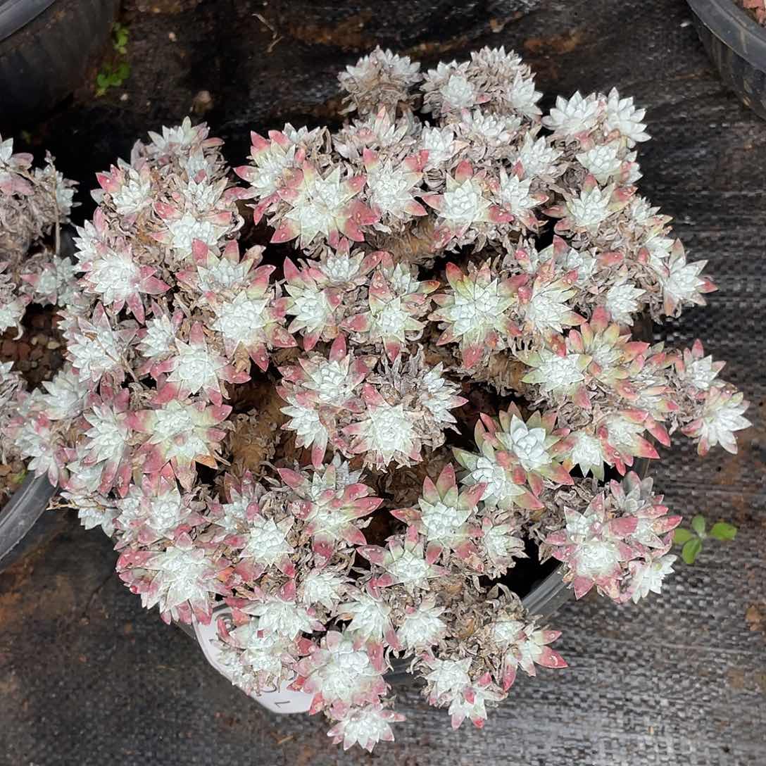 白菊大群瑕疵特价不售后150头10848