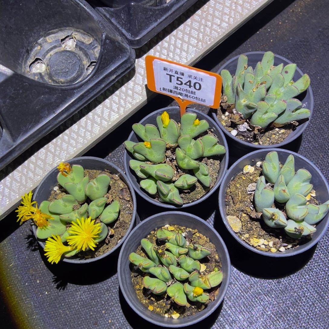 540 一物一拍，默认有伤，介意勿拍，不退不换