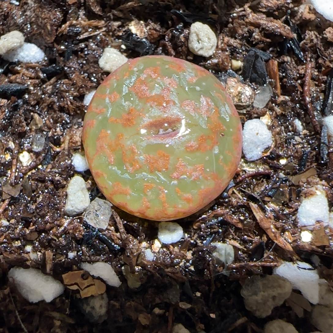 肉锥多肉植物百科30-ap正红色酒红勋章1168