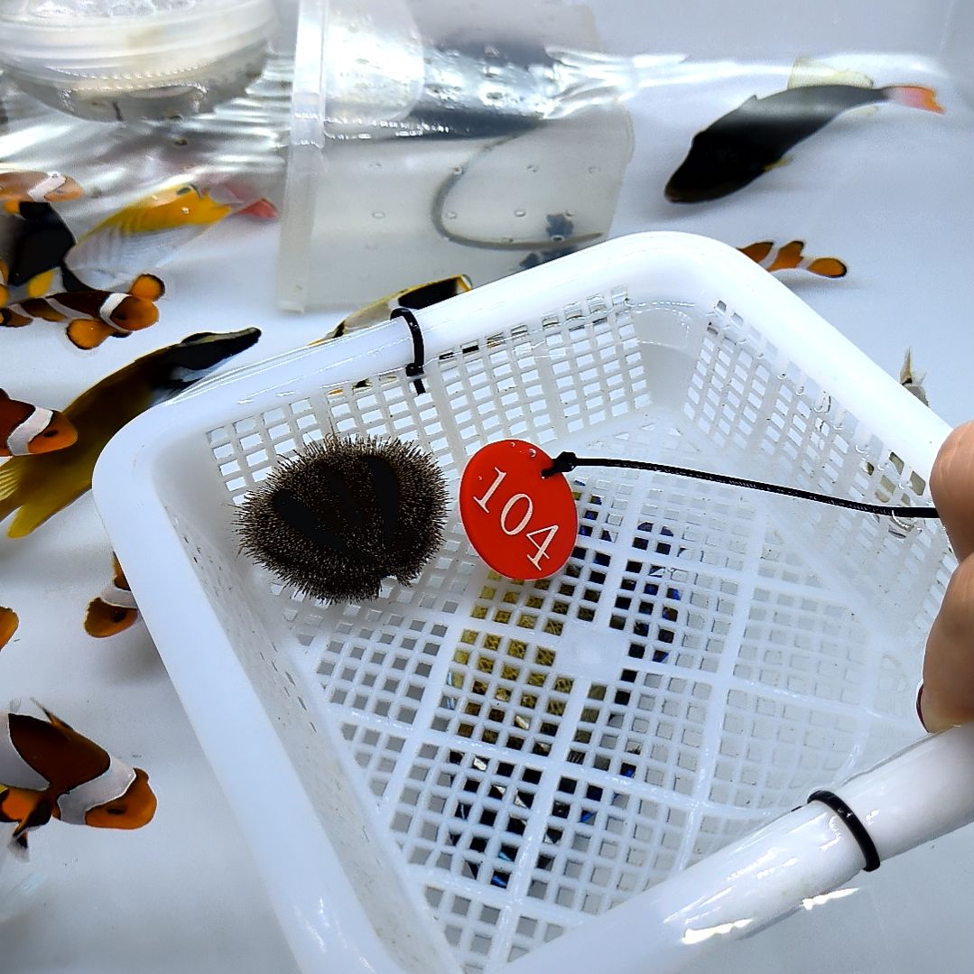 海水鱼蓝礼服海胆虾蟹缸104