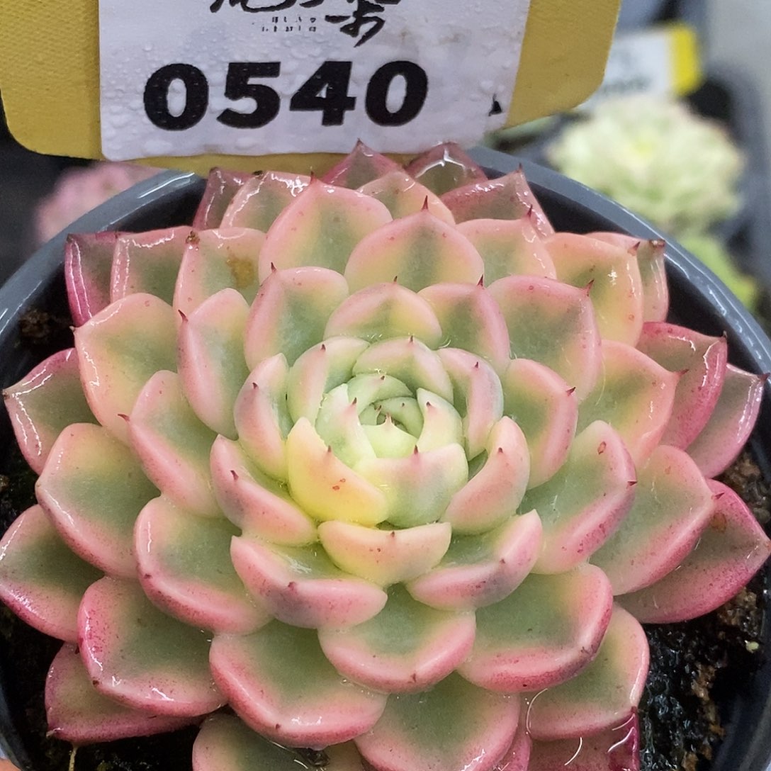 540纱饿纱罗姬杂哈哈哈哈哈