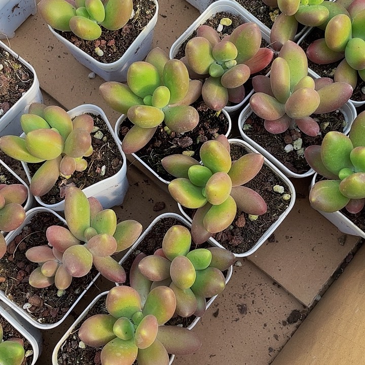 芒果奶带盆土发货