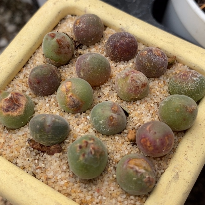 2236大眼睛空蝉有伤一颗