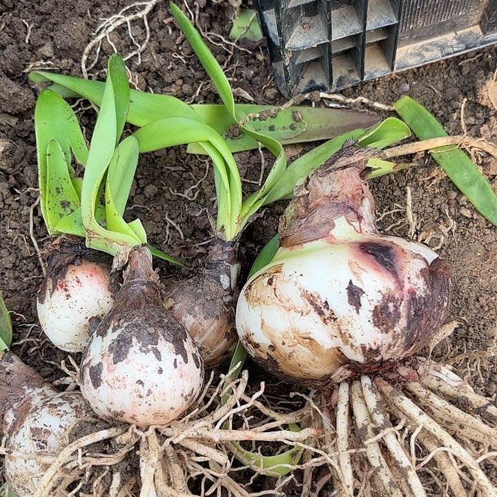 杂交八号开花不售后