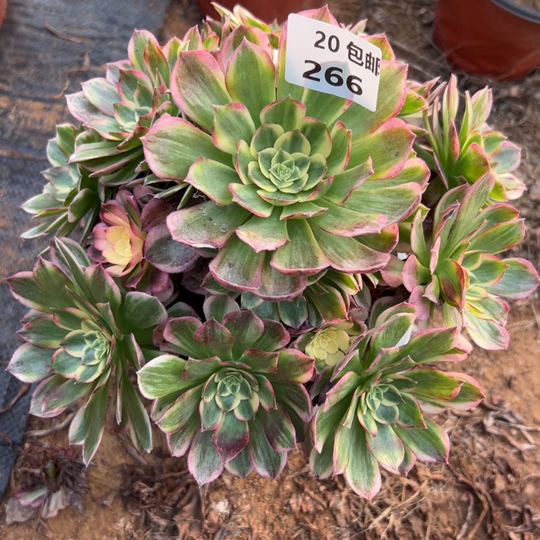 266海王，满20包邮嘟叮熊