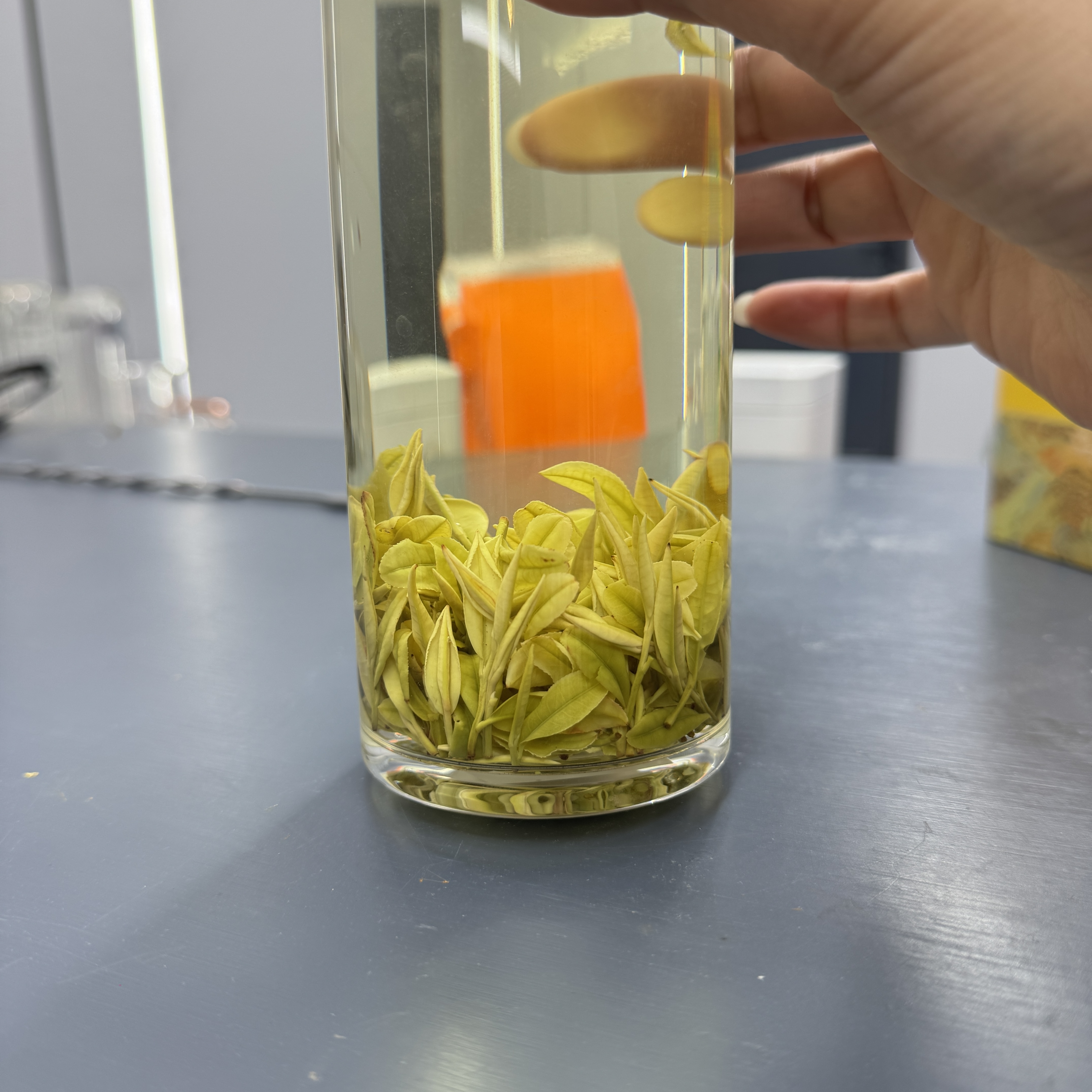 安吉闻大师清仓专场【昆铜黄金叶】 核心产区昆铜 黄金叶H260 春茶