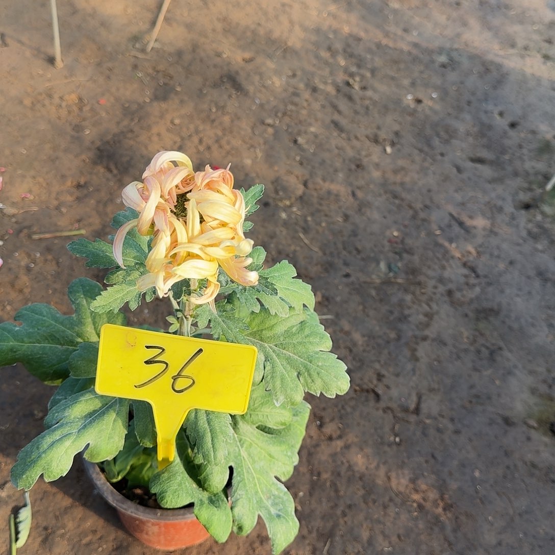 唯***含大部分花苞少量开放36春阳