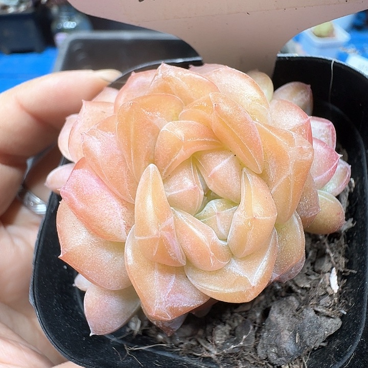 雪芙蓉多肉植物322