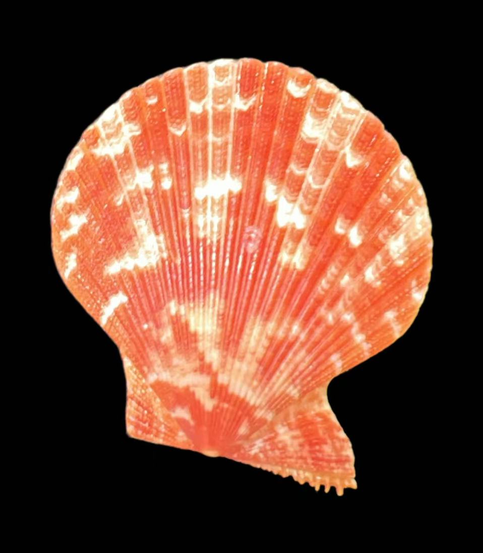 天然扇贝贝壳海螺手工DIY创意装饰鱼缸造景相框材料（随机发一个）