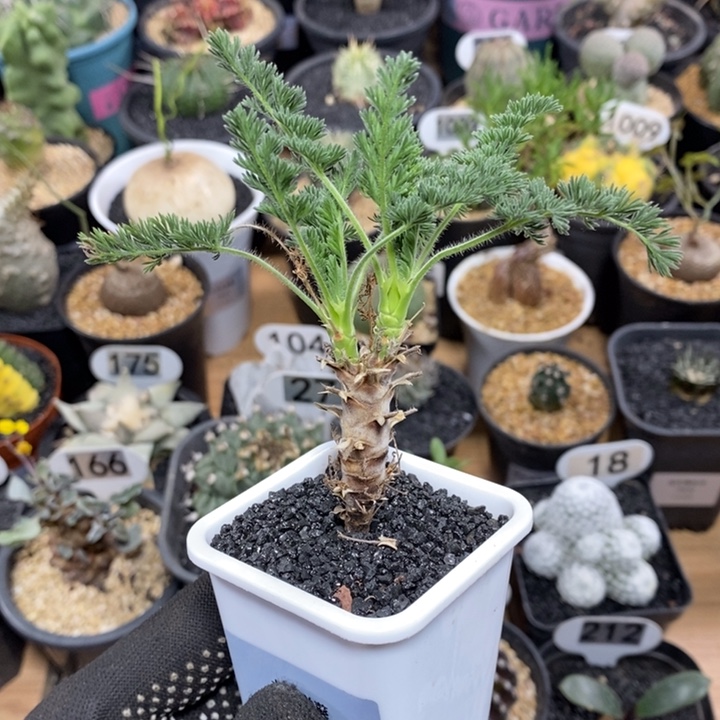 龙骨洋葵309号高度8cm