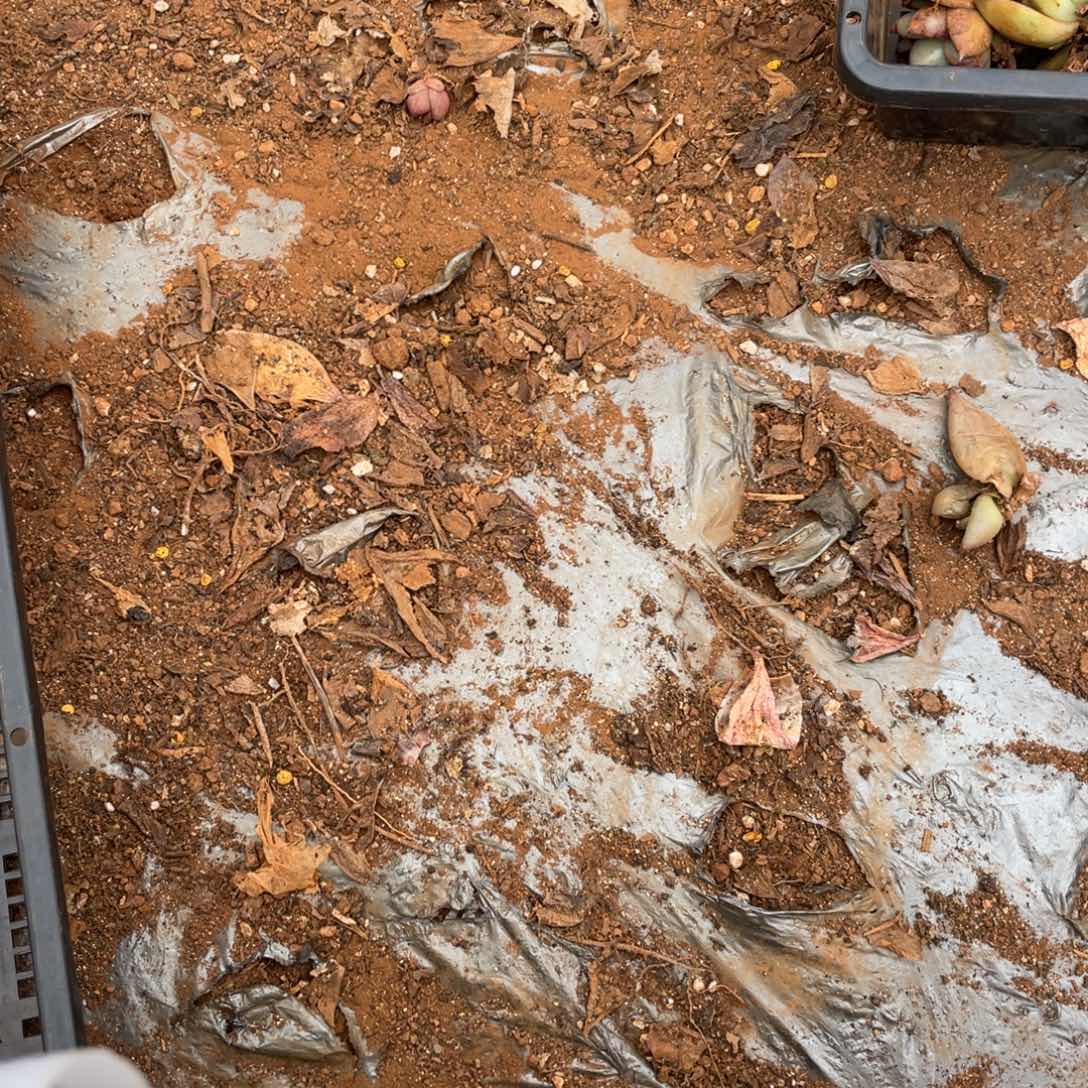 哈***哈无花朵若如东云组拍E1000