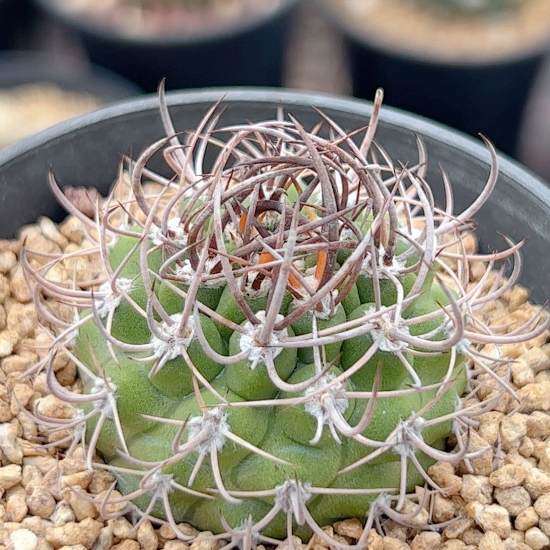 实生逆豹丸仙人球