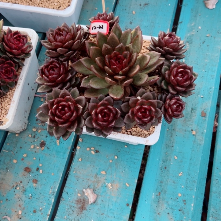 周***周精品多肉植物老桩暗黑系列