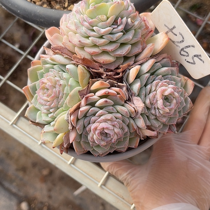 两单包邮，一物一拍，散265