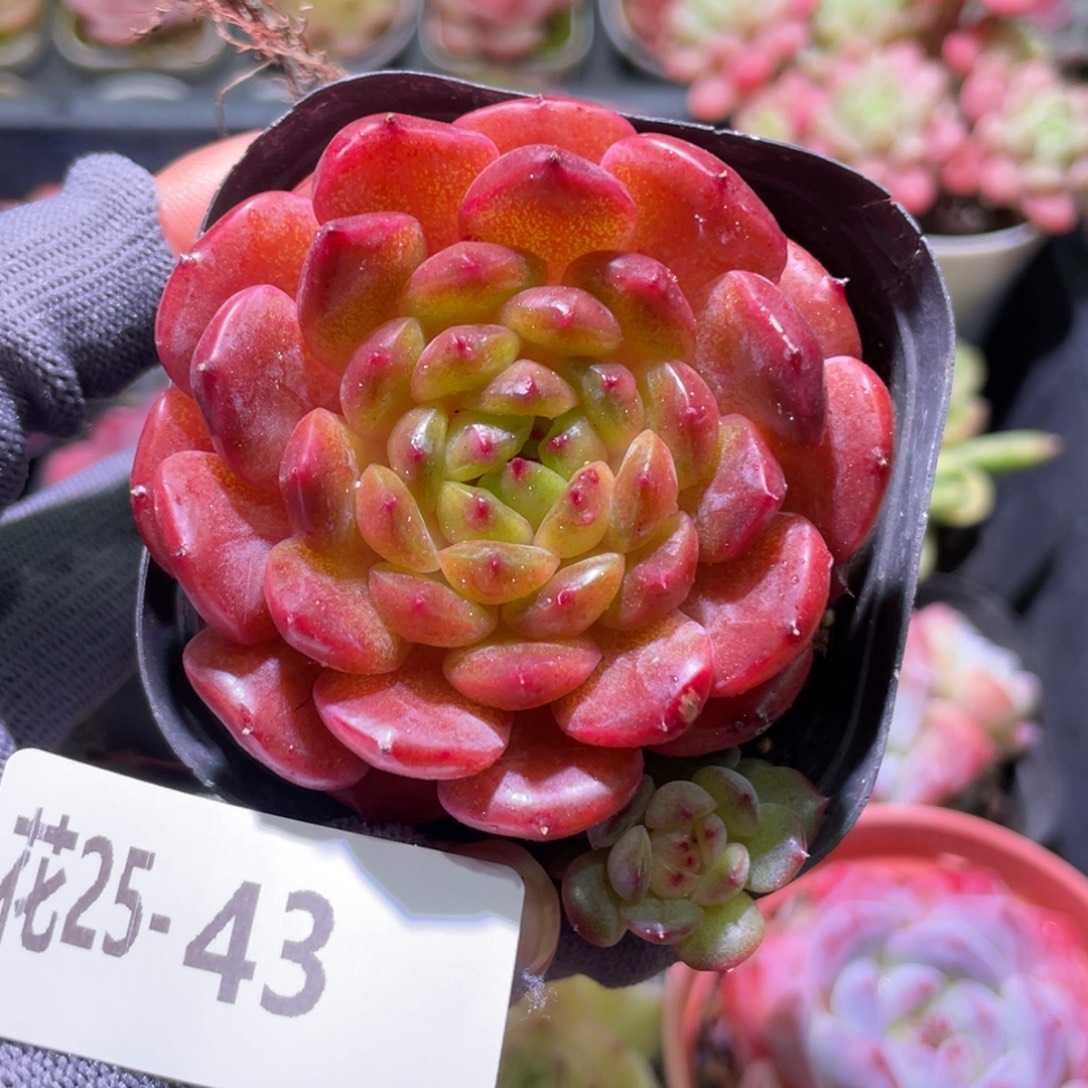 花利美25-43灵翠 