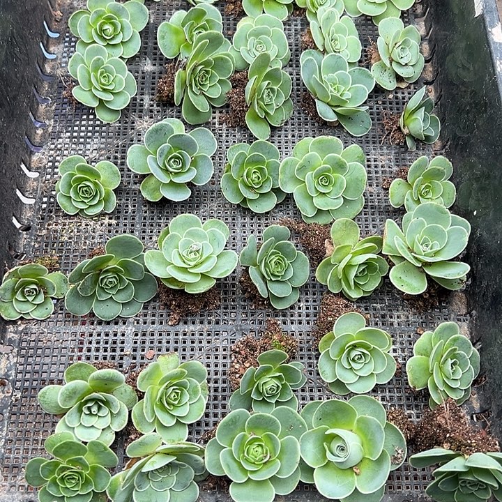 娜***子杨340 多品种混35颗