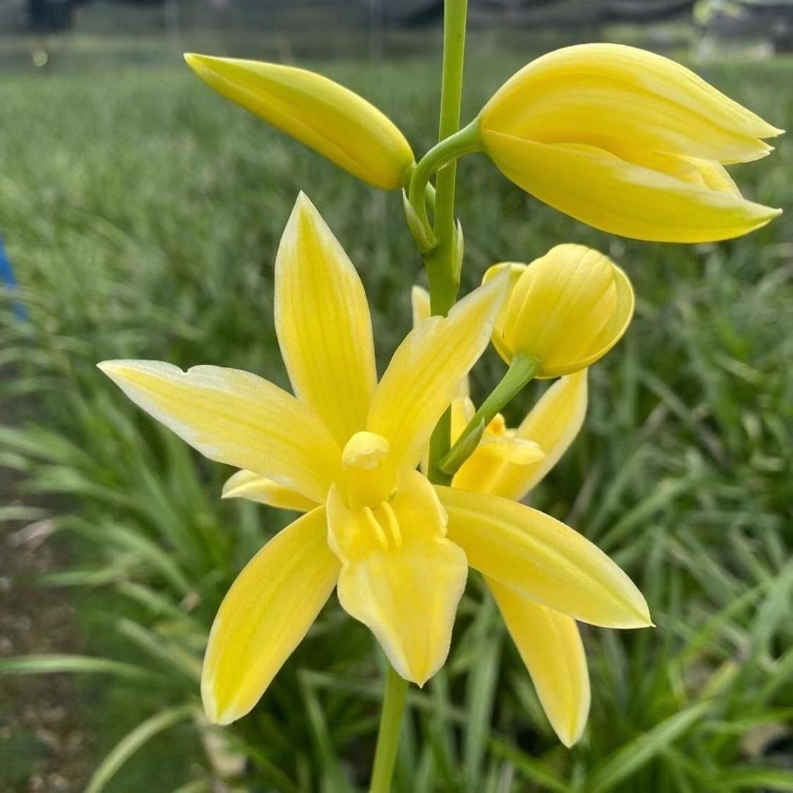 建兰 黄金万两 小神童 四季兰浓香兰花苗绿植花卉盆栽 勤花 勤芽